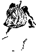 Book illustration