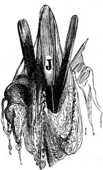 Book illustration