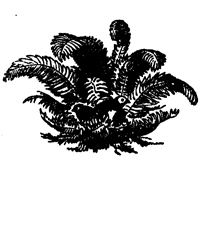 Book illustration