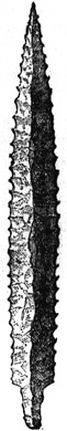 Book illustration
