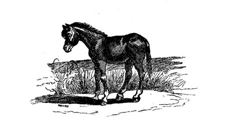 Book illustration