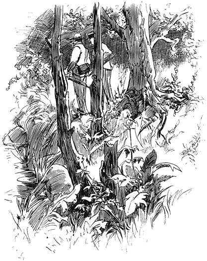 Book illustration