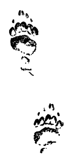 Book illustration