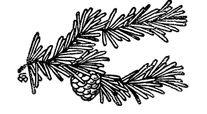 Book illustration
