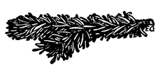 Book illustration