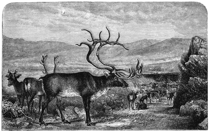 Book illustration