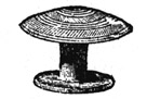Book illustration