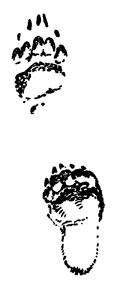 Book illustration