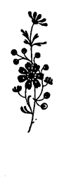 Book illustration