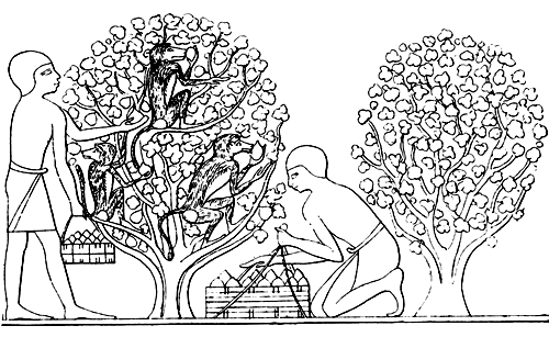 Book illustration
