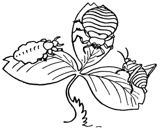 Book illustration