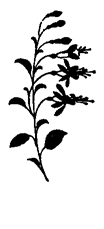 Book illustration