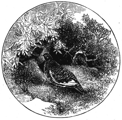 Book illustration