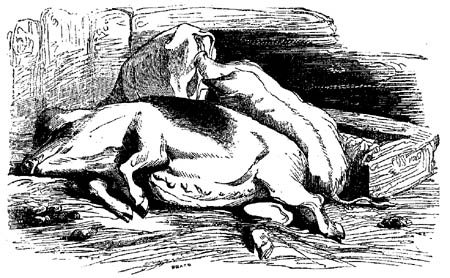 Book illustration